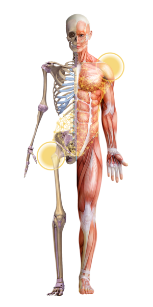 Image of skeleton and muscle