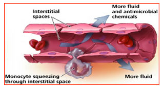 Cut away diagram showing blood vessel